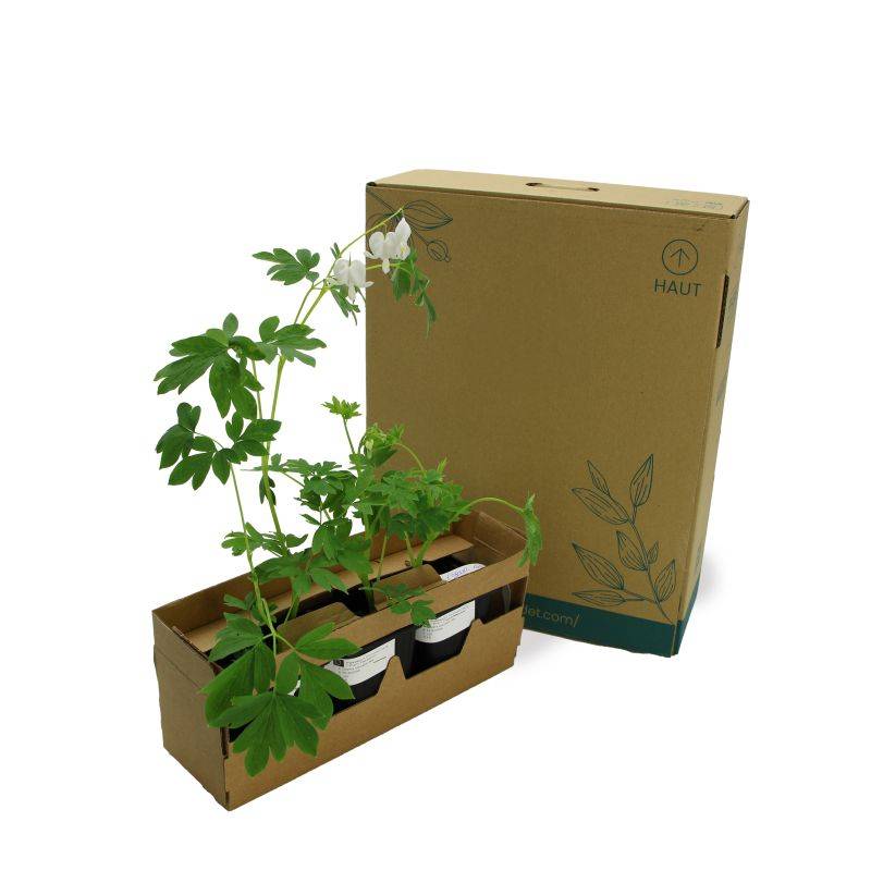 3 Coeurs De Marie Blanche (Dicentra Spectabilis 'Alba') - Lot de 3 vivaces - Pépinières Naudet - Image 5