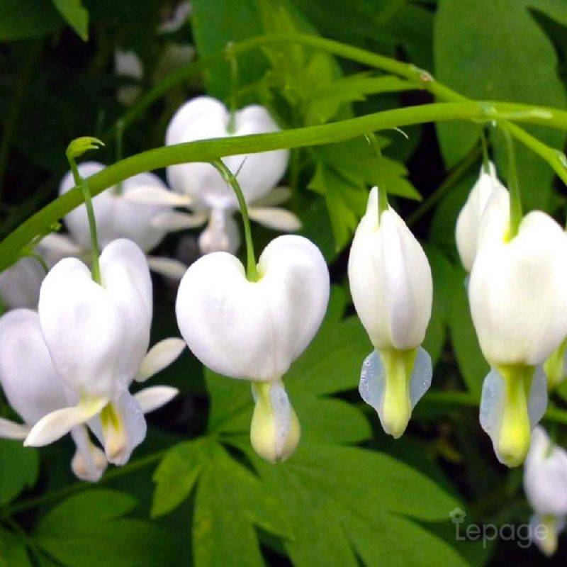3 Coeurs De Marie Blanche (Dicentra Spectabilis 'Alba') - Lot de 3 vivaces - Pépinières Naudet