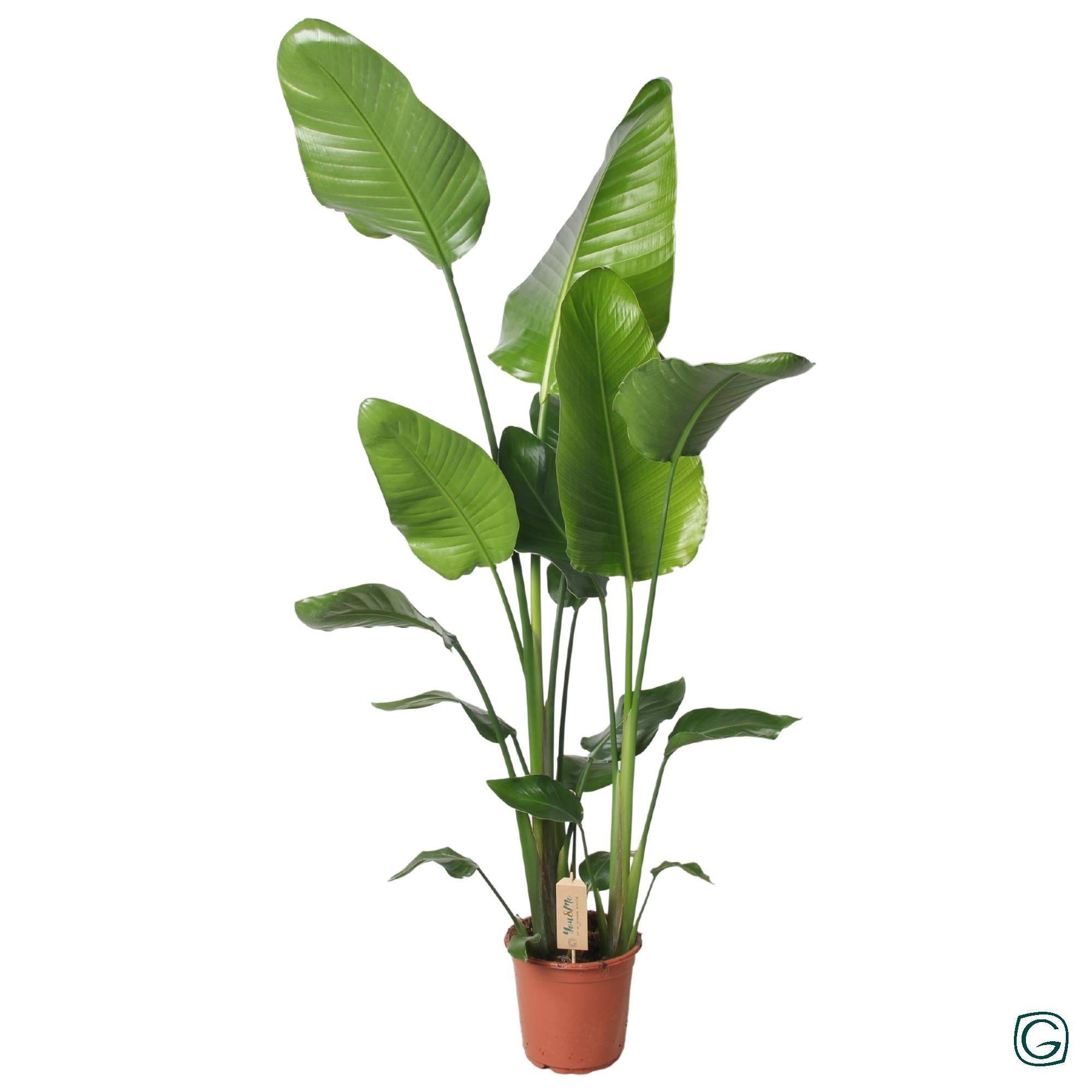 Strelitzia Nicolai 130cm - D21 H130cm
