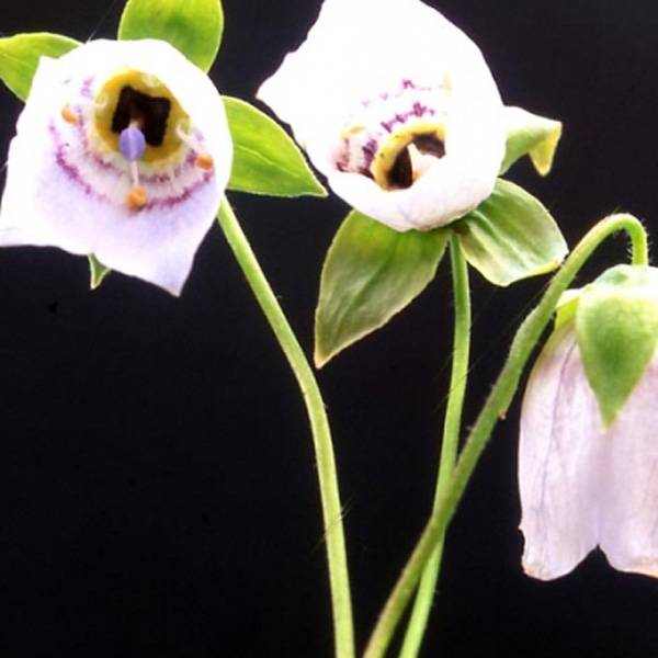 Promesse de Fleurs - Codonopsis clematidea Godet de 8/9 cm