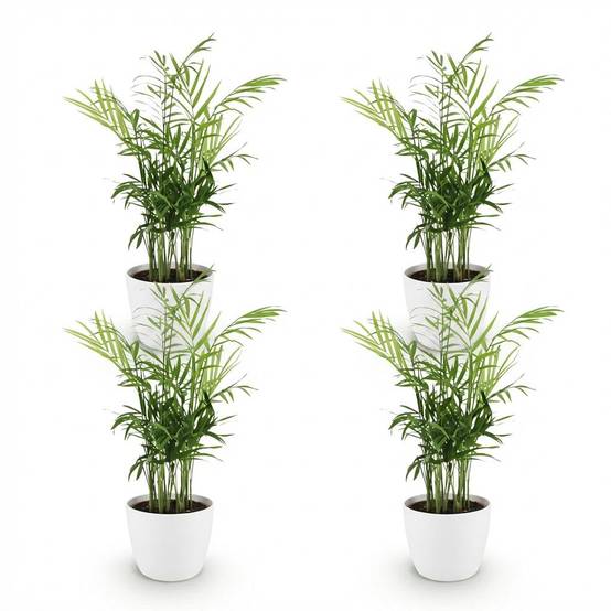 La Green Touch - Chamaedorea Elegans - H40cm - Image 4