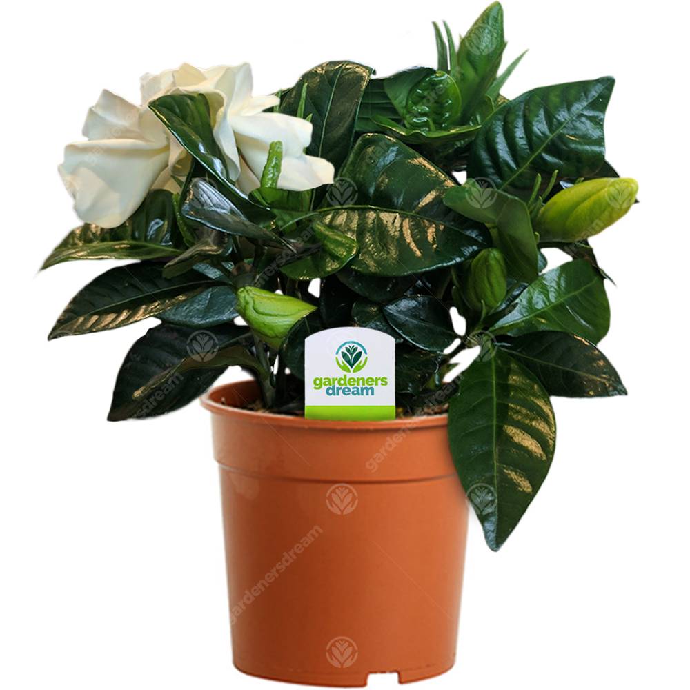 Gardenersdream - Gardenia Jasminoides - 1 Plante - Maison / Bureau Plante D'Intérieur En Pot - GardenersDream