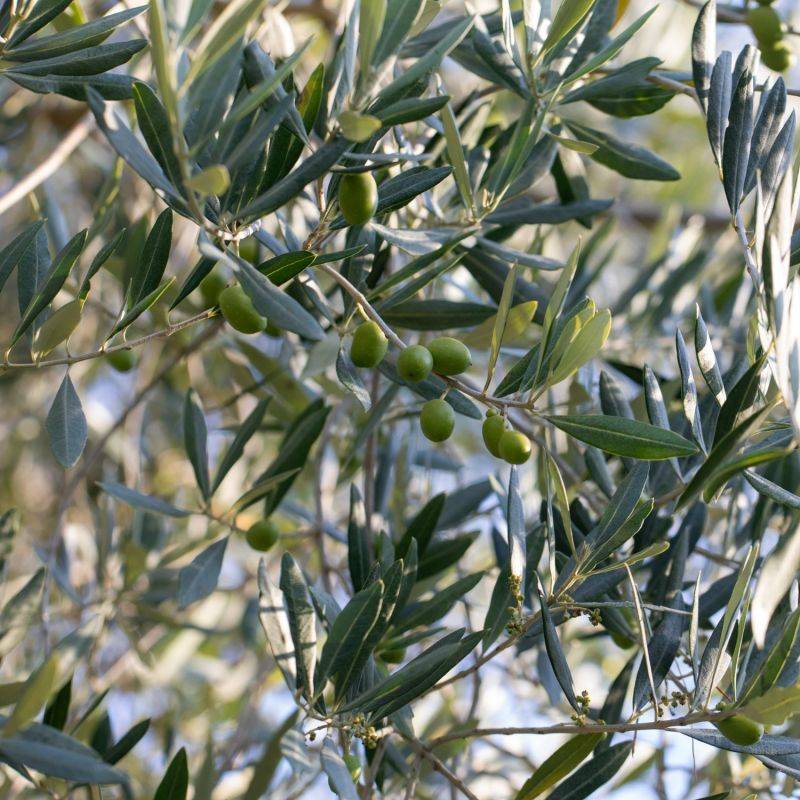 Olivier 'Cipressino' (Olea europaea 'Cipressino') - Godet 9cm - Pépinières Naudet