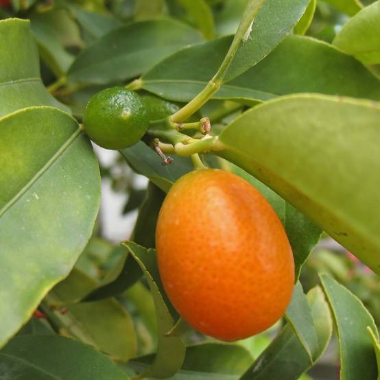 Kumquat Fukushu ou Jiangsu - Fortunella obovata Pot de 4L/5L, 1/4 de tige
