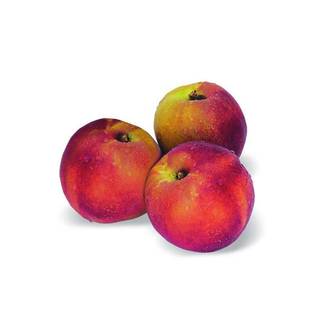 Nectarinier nain Nectarinette - Nains de jardins® - Bon rendement - Pot de 5L - 40/80 cm - De 1,50 m à 2,00 m