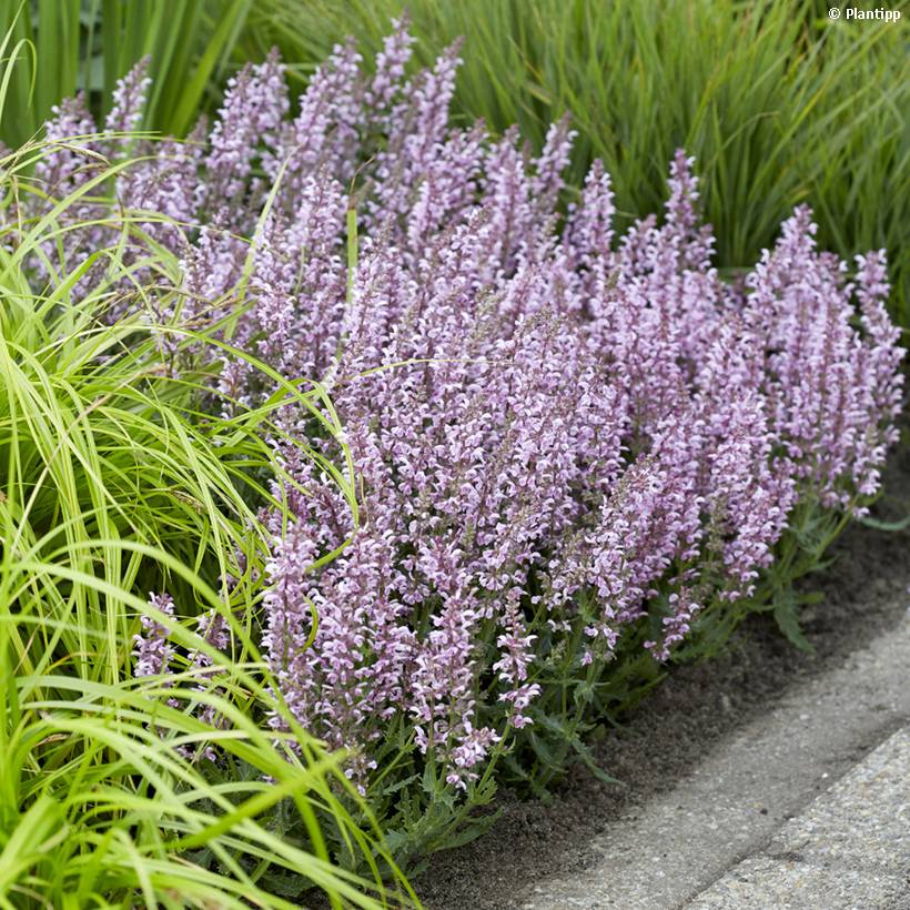 Promesse de Fleurs - Salvia nemorosa Feathers Flamingo - Sauge des bois  Pot de 1L/1,5L