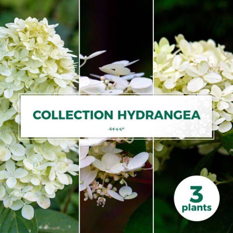 Collection 3 Hydrangea - Godet 8cm et + - Pépinières Naudet