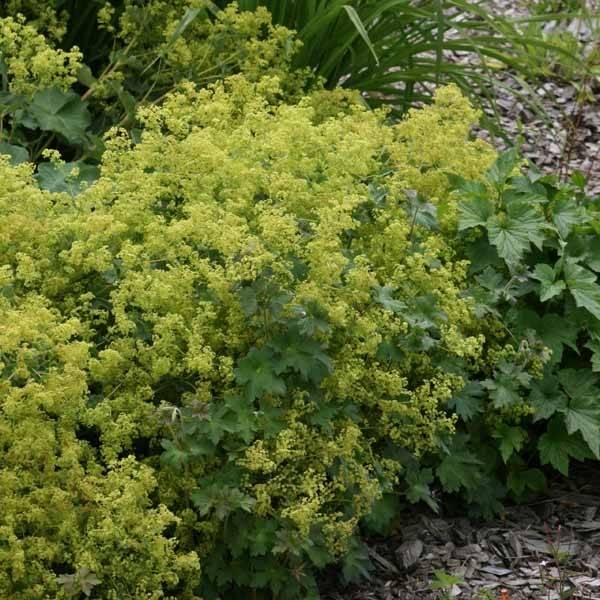 Promesse de Fleurs - Alchémille commune - Alchemilla mollis Pot de 2L/3L