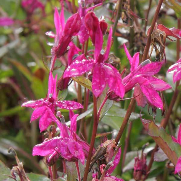 Promesse de Fleurs - Lobelia speciosa Tania Godet de 7/8 cm