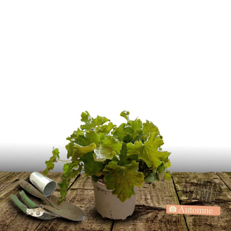 Heuchere Lime Marmalade® à fleurs Rose/Blanche - feuillage Persistant - Pot de 3L - 10/40 cm - Image 5