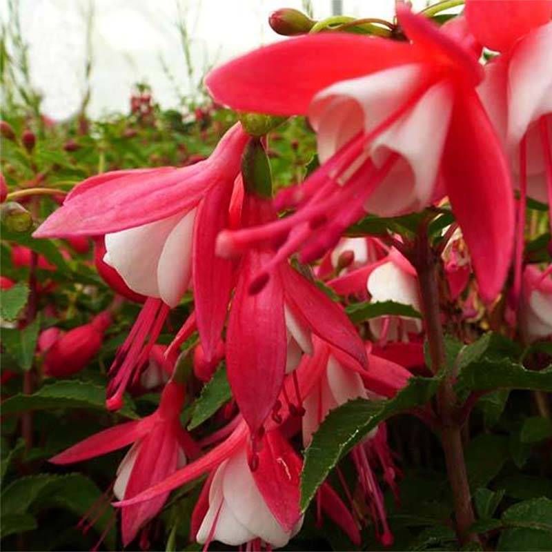 Fuchsia rustique Lady Thumb Pot de 2L/3L