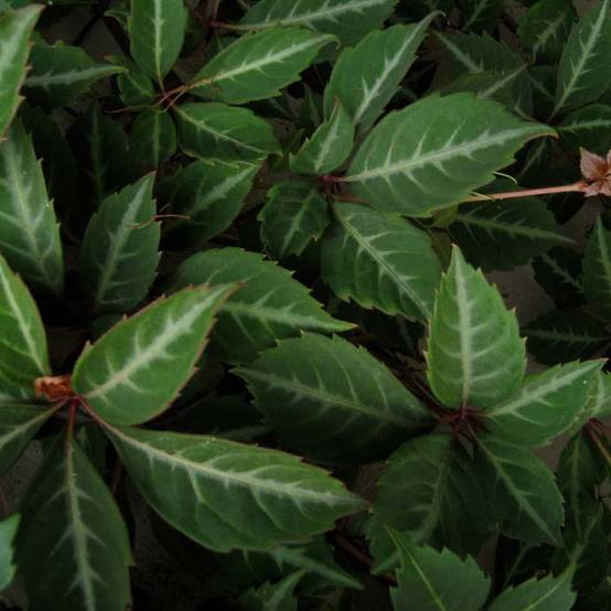 Vigne vierge de Henry - Parthenocissus henryana Pot de 2L/3L