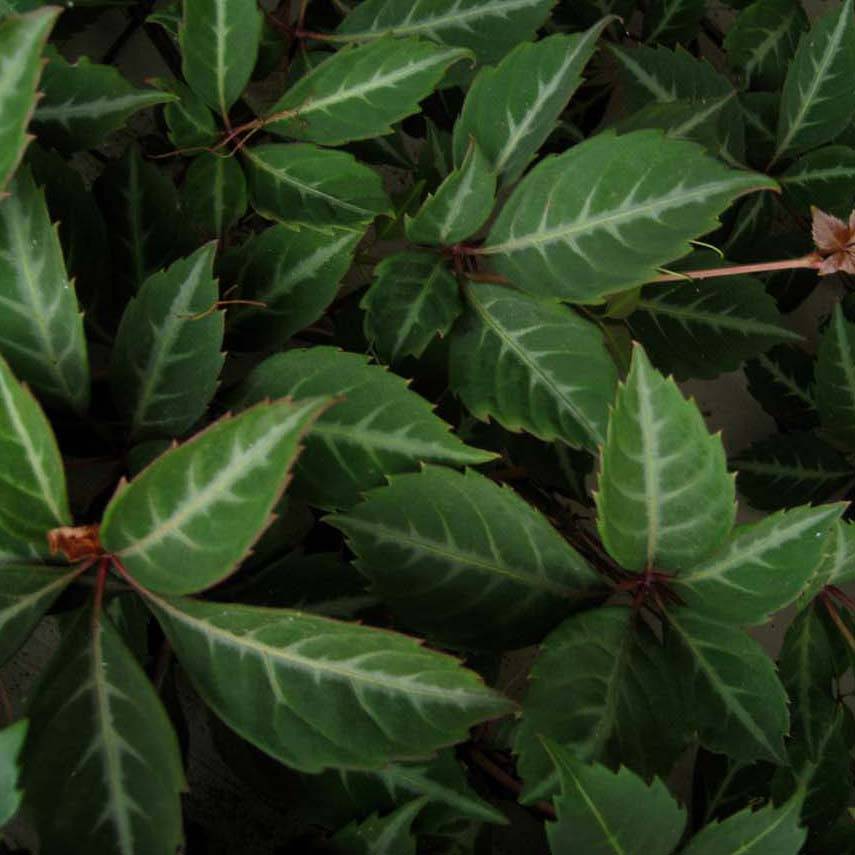 Vigne vierge de Henry - Parthenocissus henryana Pot de 2L/3L