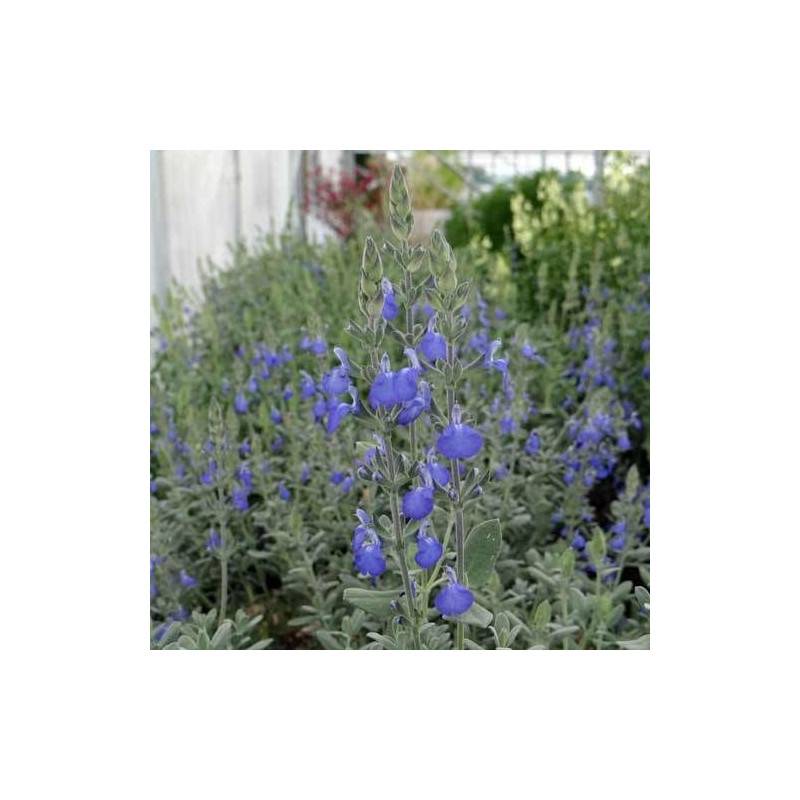 Sauge arbustive bleue à fleurs Bleue/ - feuillage Caduc - Godet - 5/20 cm - Image 5
