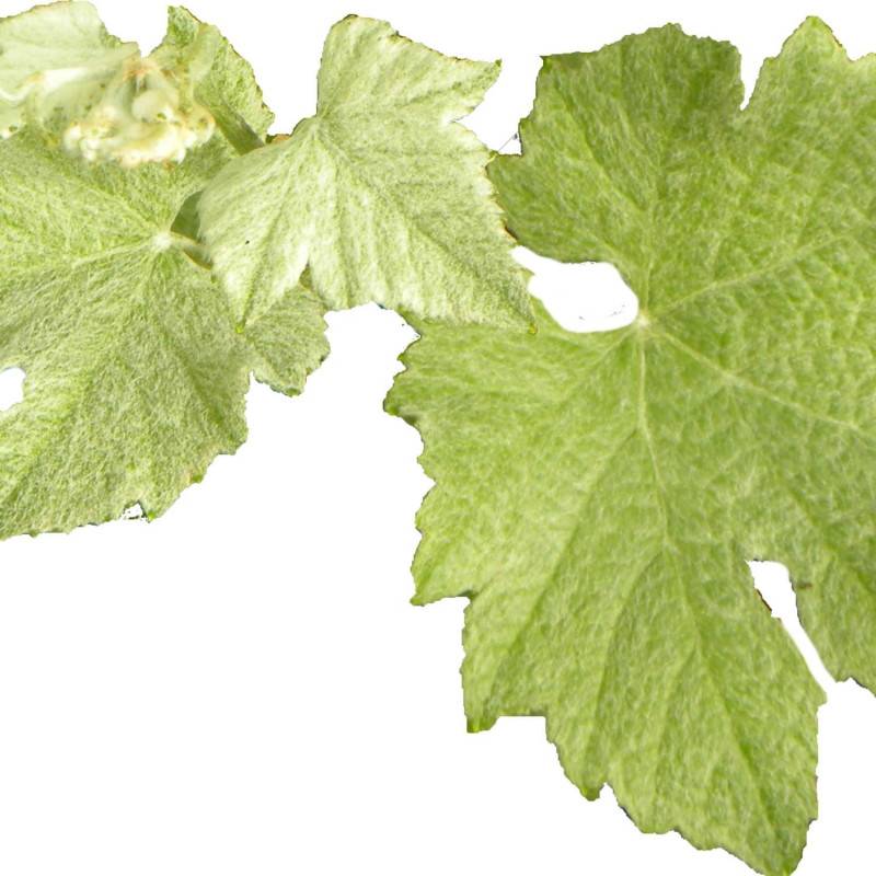 Vigne d'ornement Incana - Godet - 5/10 cm - Image 2
