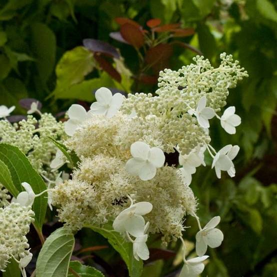 Hydrangea paniculata Kyushu - Hortensia paniculé Pot de 3L/4L - Image 1