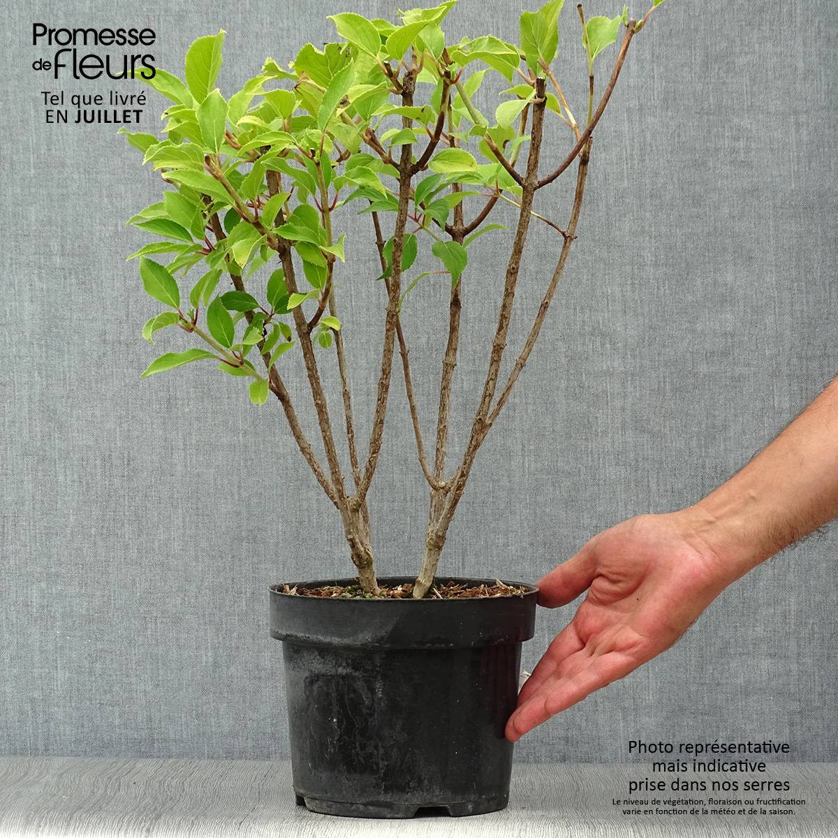 Hydrangea paniculata Kyushu - Hortensia paniculé Pot de 3L/4L - Image 2
