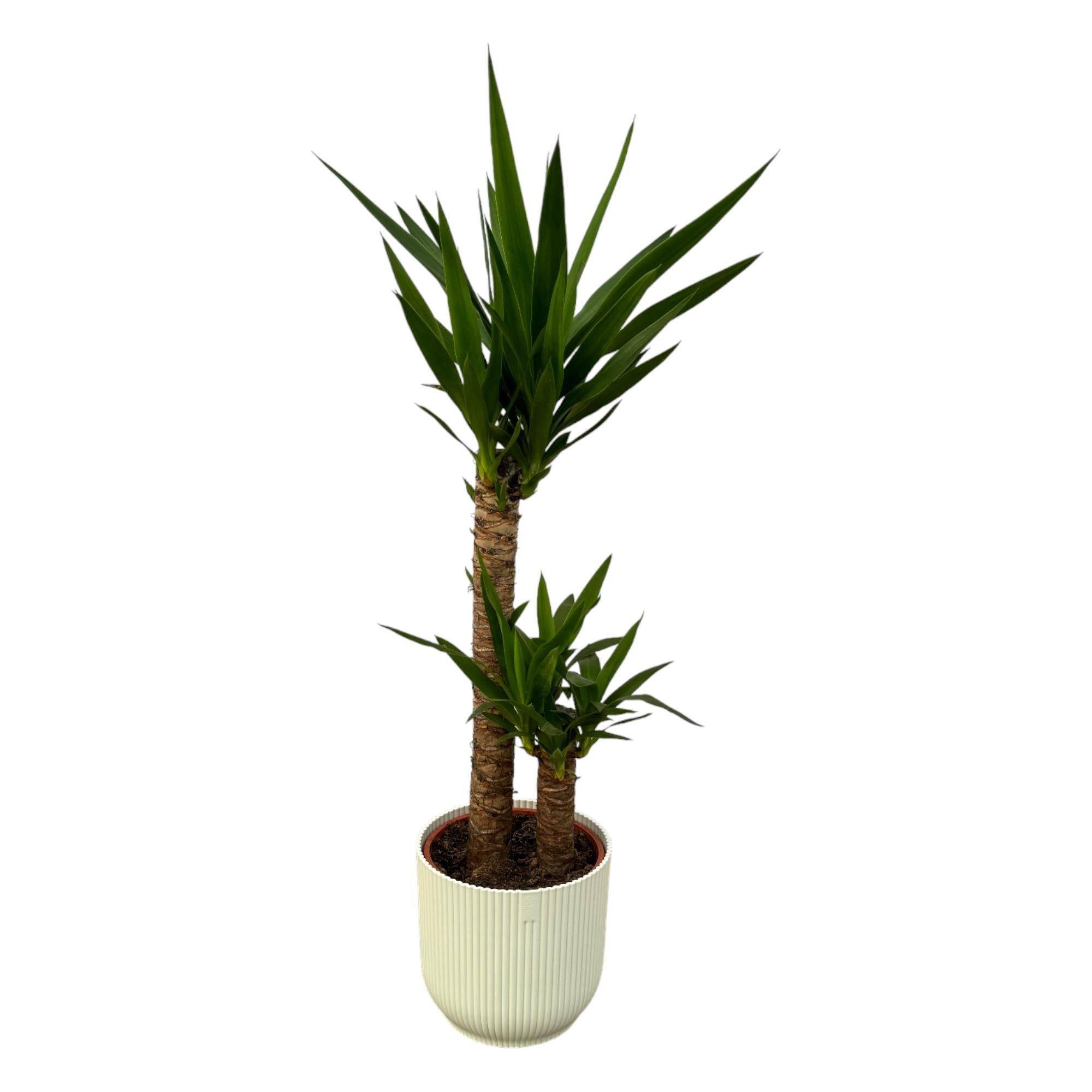 Yucca et son pot- La Green Touch Blanc - Hauteur 100cm
