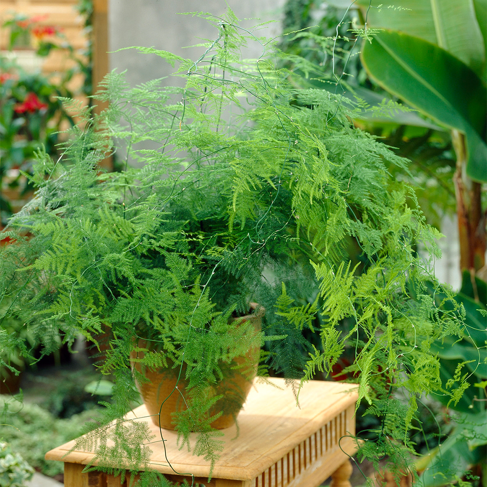 Gardenersdream - Asparagus Plumosus Plante D’Intérieur – 1 X Fougère Vivante En Pot De 12 Cm - GardenersDream