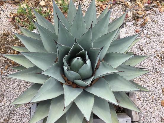 0 - Agave americana cv. Havardiana Pot de 25L - 70/90cm - Image 2