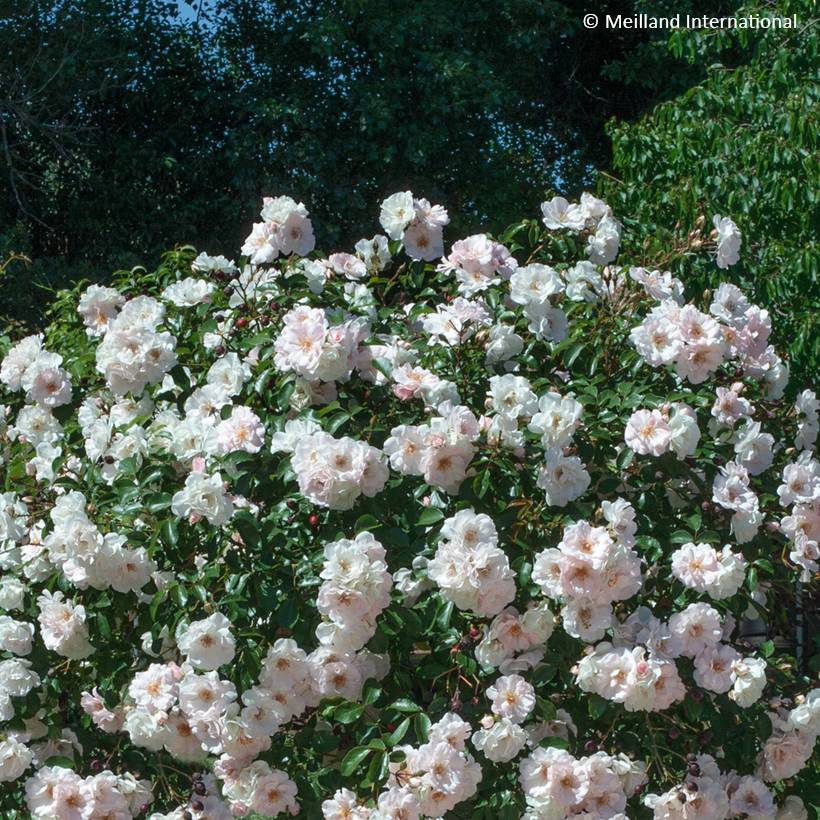 Rosier arbustif Ice Meillandecor Pot de 4L/5L