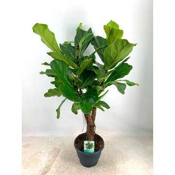 La Green Touch - Ficus Lyrata XL 100cm - Plante d'intérieur- La Green Touch - Image 2