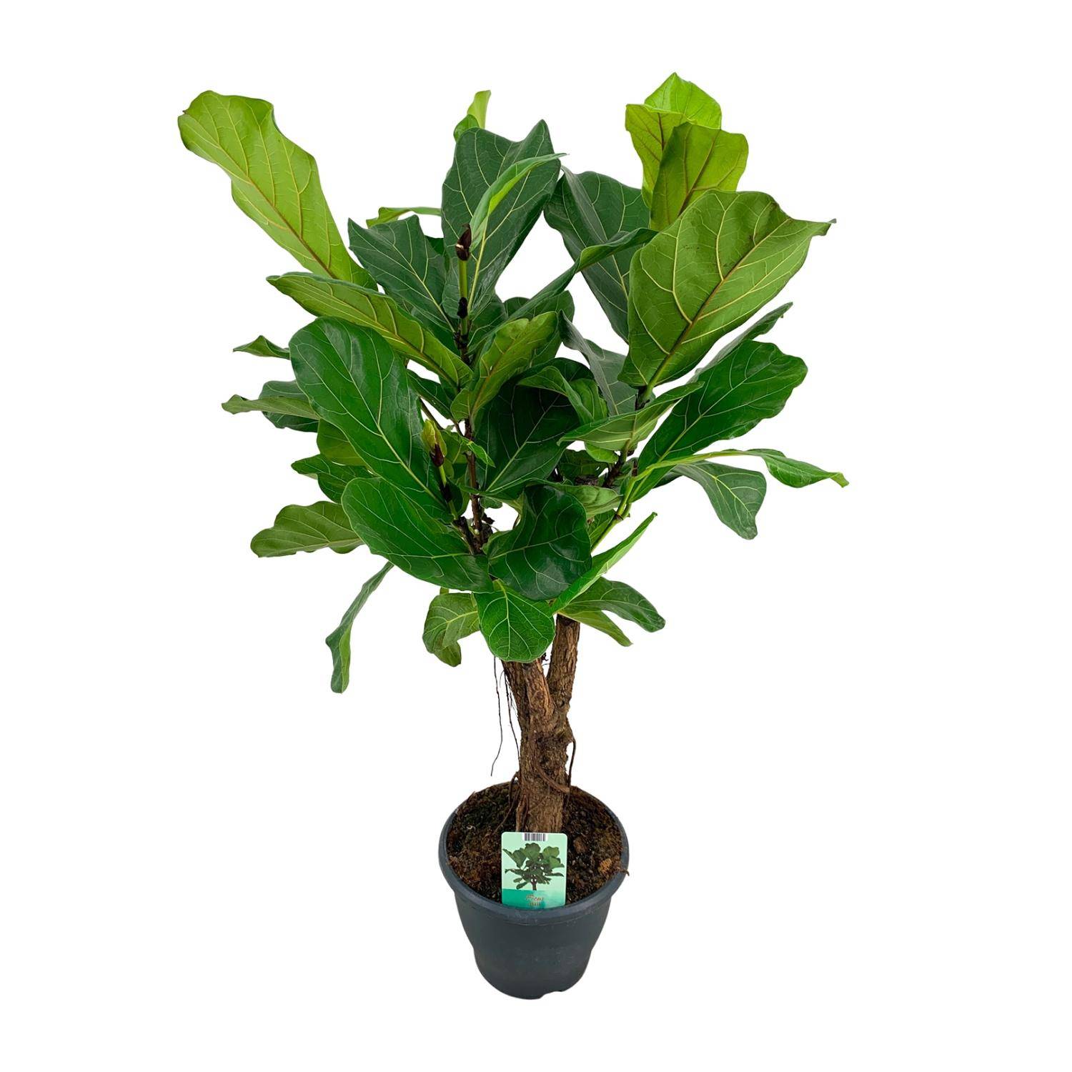 La Green Touch - Ficus Lyrata XL 100cm - Plante d'intérieur- La Green Touch - Image 1
