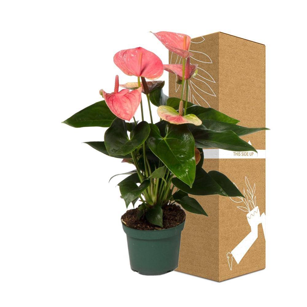 Anthurium pêche rosée 35cm - Plante d'intérieur- La Green Touch - Image 4