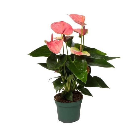Anthurium pêche rosée 35cm - Plante d'intérieur- La Green Touch - Image 1