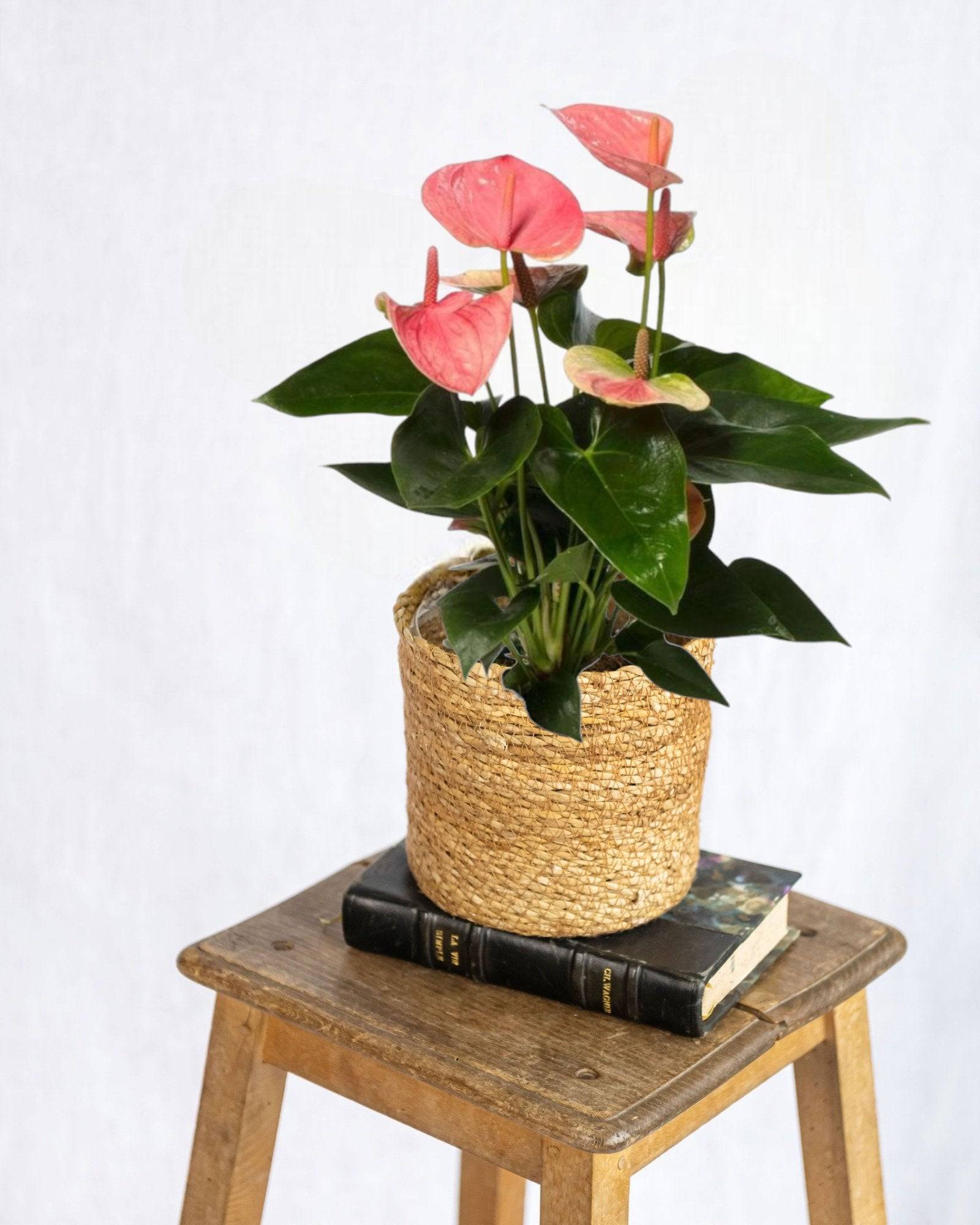 Anthurium pêche rosée 35cm - Plante d'intérieur- La Green Touch - Image 2