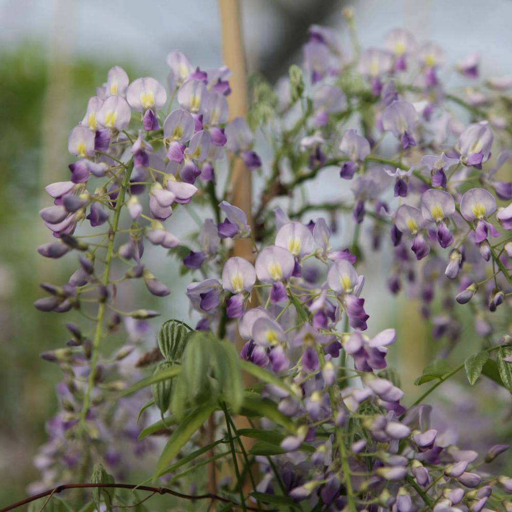 Glycine de Chine - Wisteria sinensis Prolific Pot de 1,5L/2L
