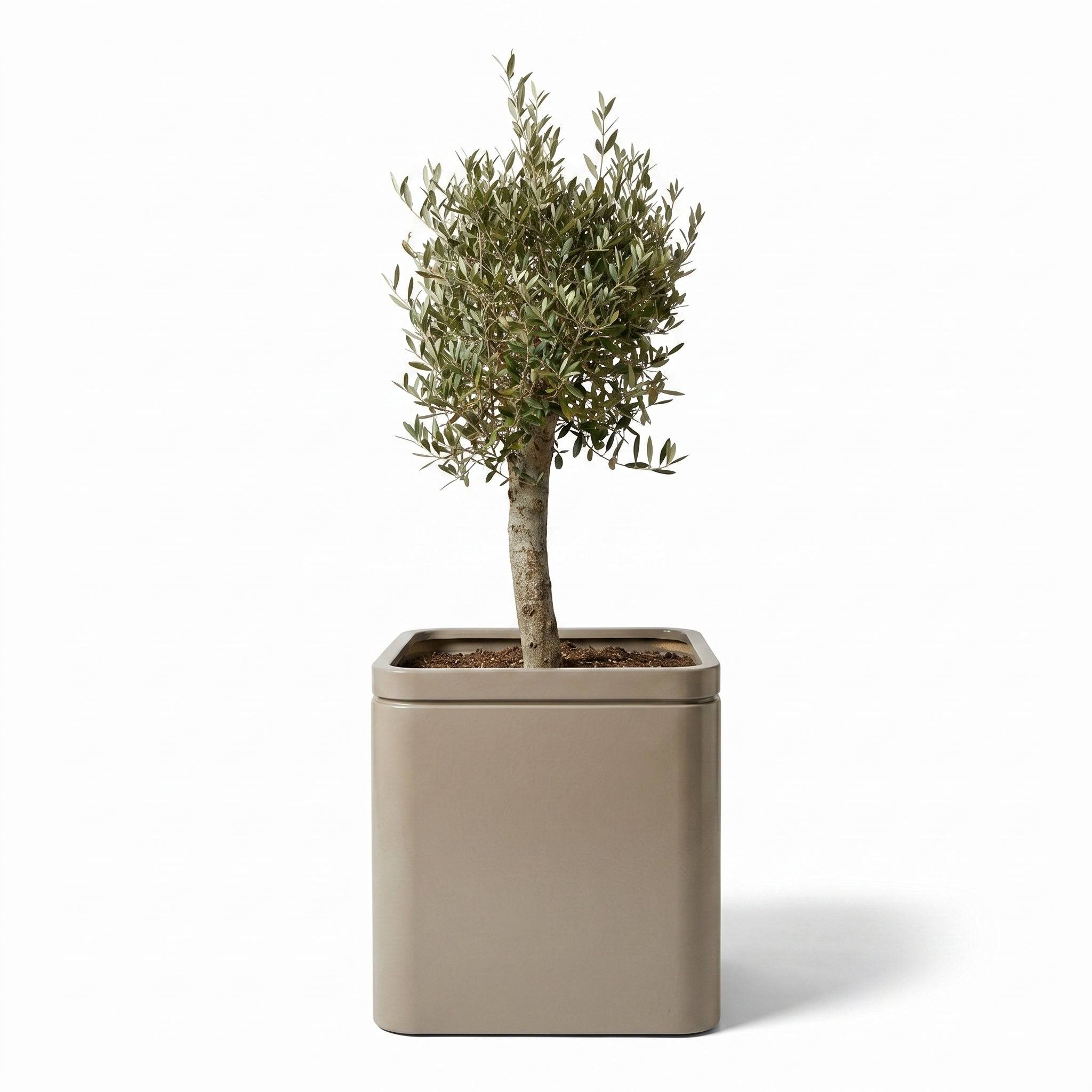 Lot olivier + pot infinity square 60x60cm champagne, pot de grande taille fait main en acier inoxydable - Image 1