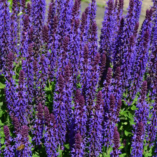 Salvia nemorosa Blue Bouquetta - Sauge des bois Godet de 8/9 cm