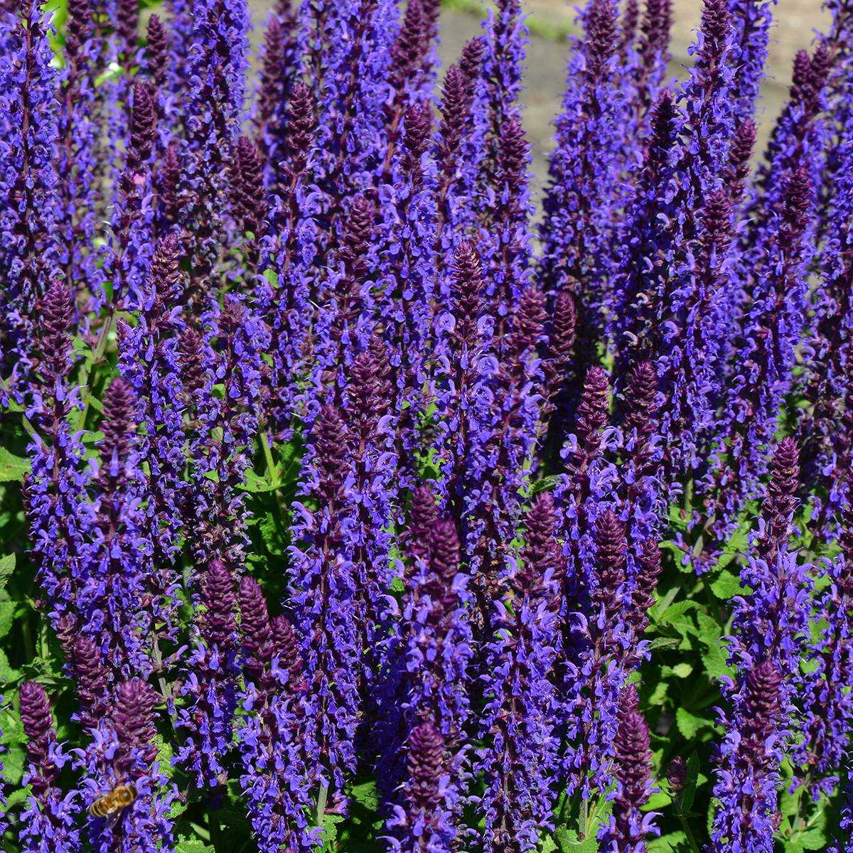 Salvia nemorosa Blue Bouquetta - Sauge des bois Godet de 8/9 cm
