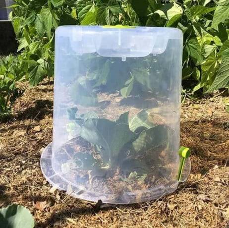 Mv Industries - Lot de 3 cloches potagères à forcer - Image 6