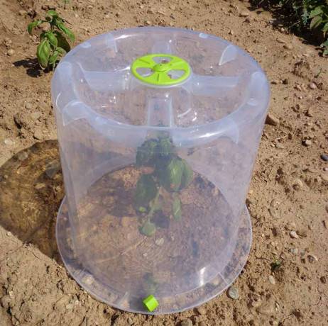 Mv Industries - Lot de 3 cloches potagères à forcer - Image 2
