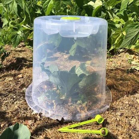 Mv Industries - Lot de 3 cloches potagères à forcer - Image 3