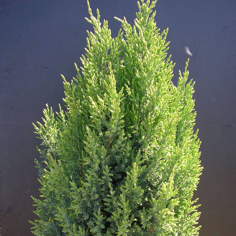 Genévrier de Chine Stricta, Juniperus - Pot de 7,5L - 40/60 cm - Image 1