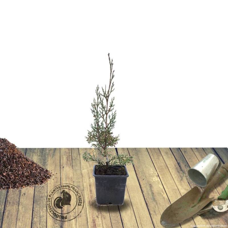 Genévrier de Chine Stricta, Juniperus - Pot de 7,5L - 40/60 cm - Image 5