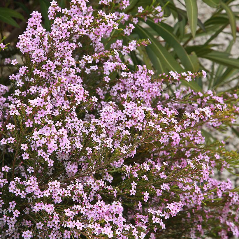 Promesse de Fleurs - Diosma Pink Diamond Pot de 2L/3L - Image 1