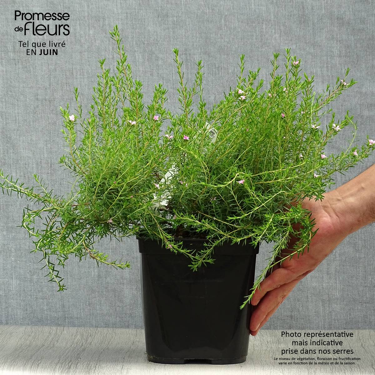 Promesse de Fleurs - Diosma Pink Diamond Pot de 2L/3L - Image 2