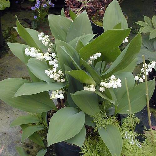 Muguet Géant de Fortin - Convallaria majalis Fortin's Giant Godet de 8/9 cm