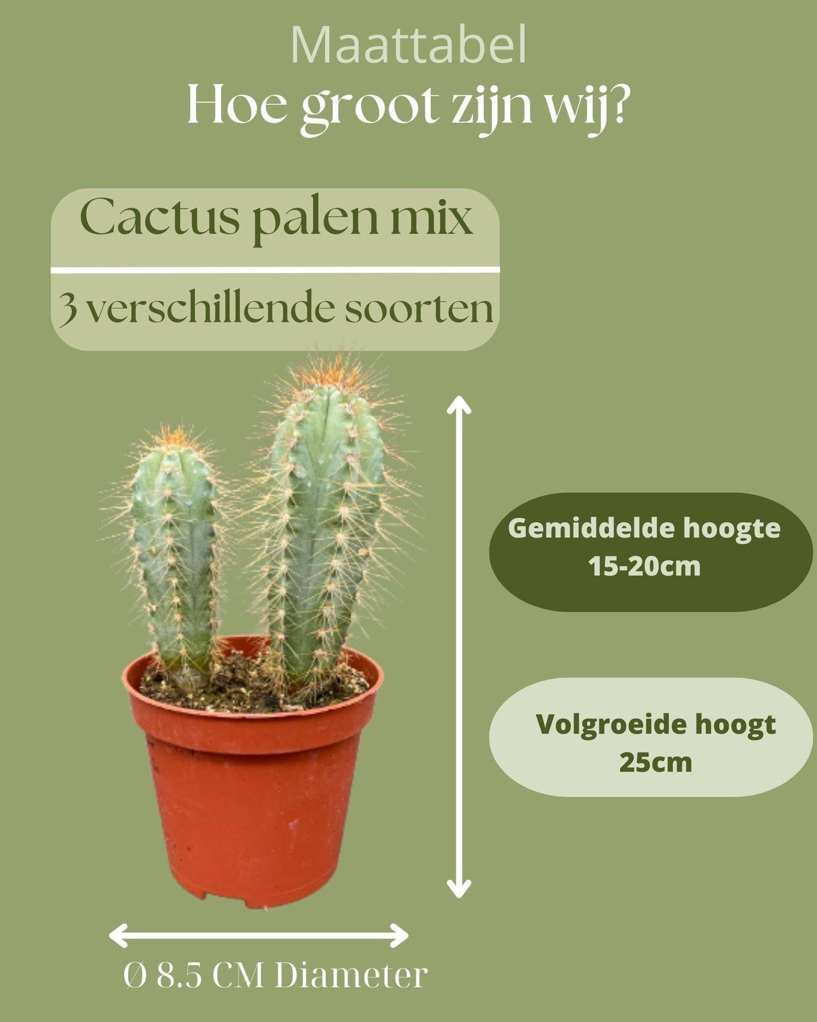 Ensemble de Cactus Palen Mix (3 Pièces)- La Green Touch - Image 4