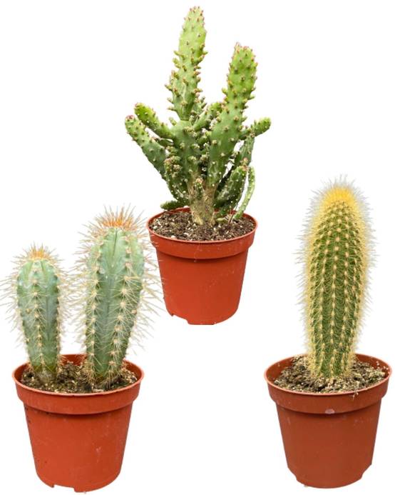 Ensemble de Cactus Palen Mix (3 Pièces)- La Green Touch - Image 1