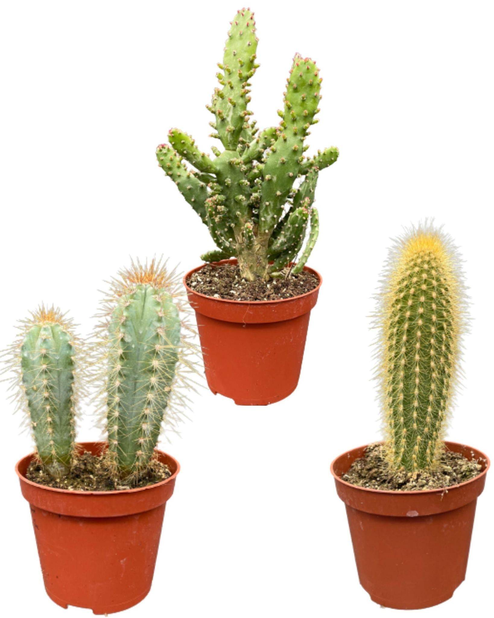 Ensemble de Cactus Palen Mix (3 Pièces)- La Green Touch - Image 1