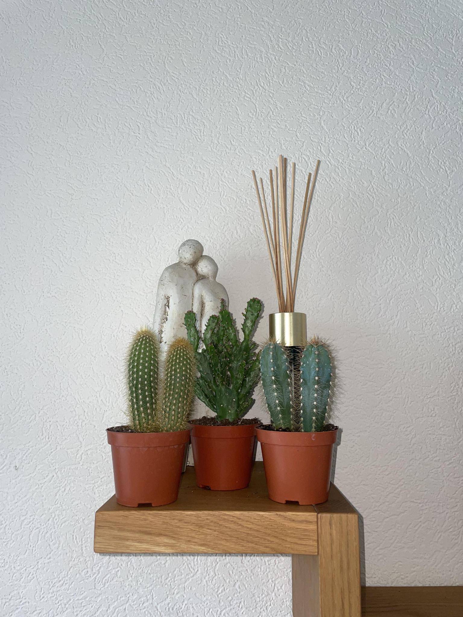Ensemble de Cactus Palen Mix (3 Pièces)- La Green Touch - Image 3