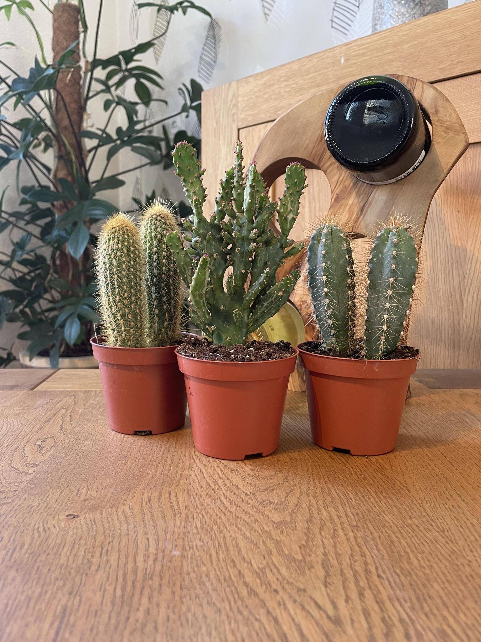 Ensemble de Cactus Palen Mix (3 Pièces)- La Green Touch - Image 2