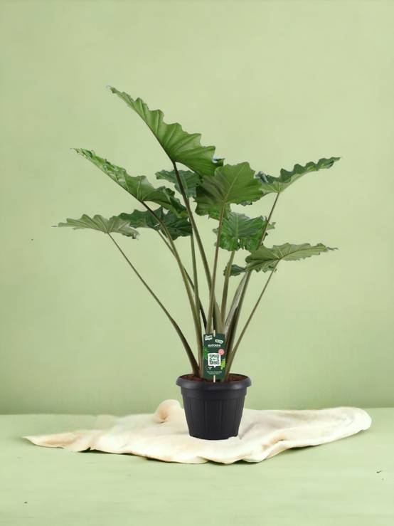 Alocasia Portodora - D34 H140cm