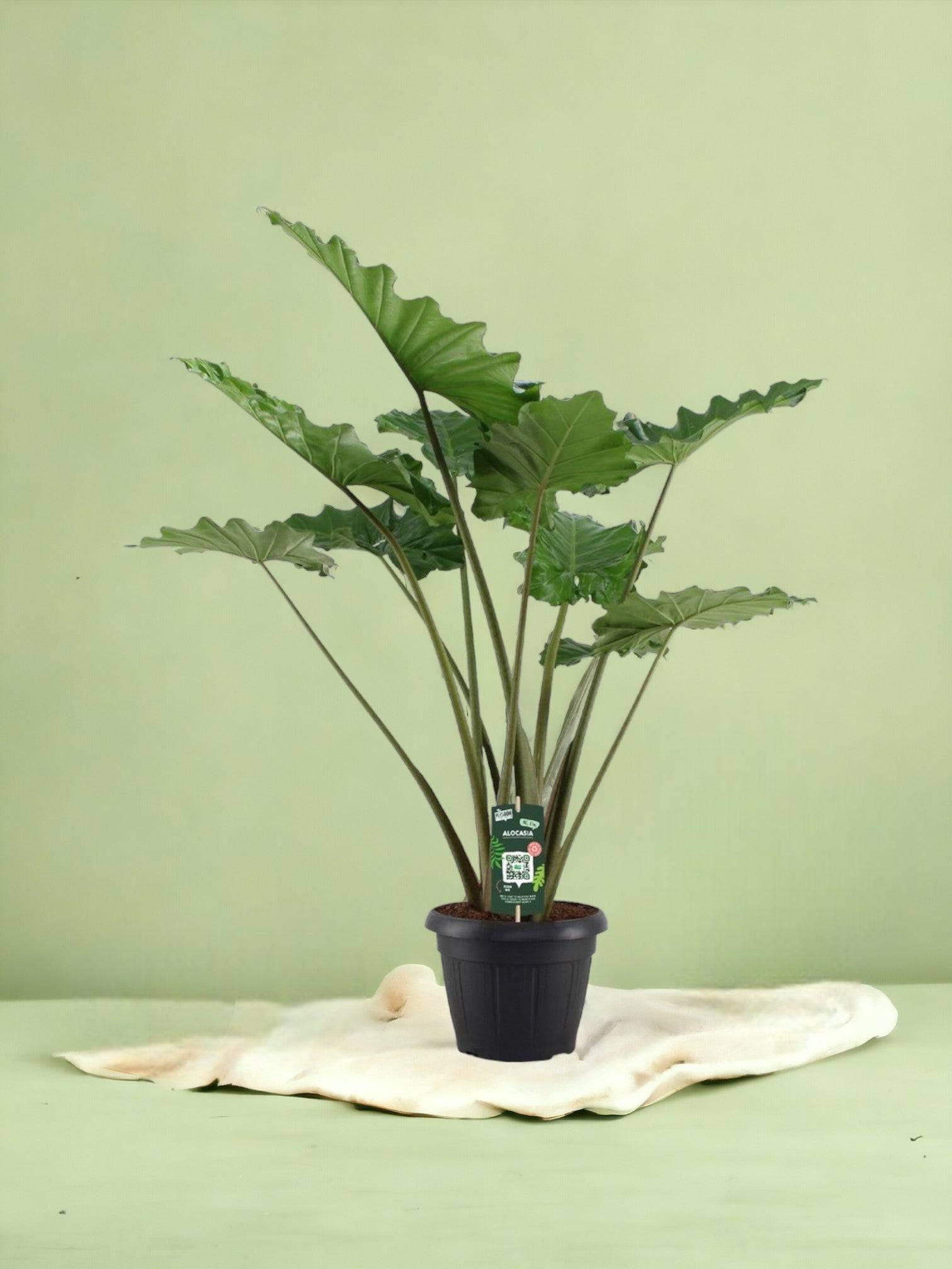 Alocasia Portodora - D34 H140cm