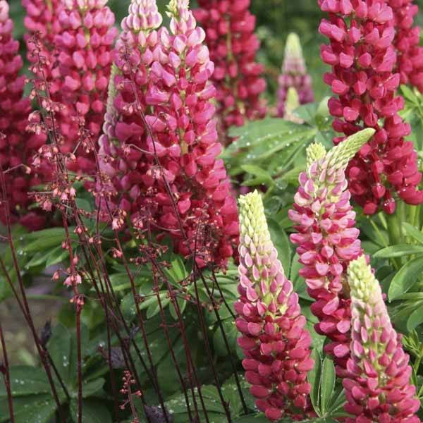 Lupin Gallery Red Godet de 8/9 cm